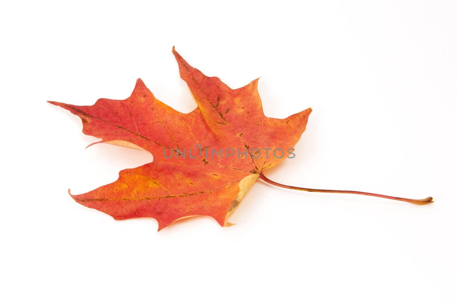 Maple leave autumn colors isolated on white background