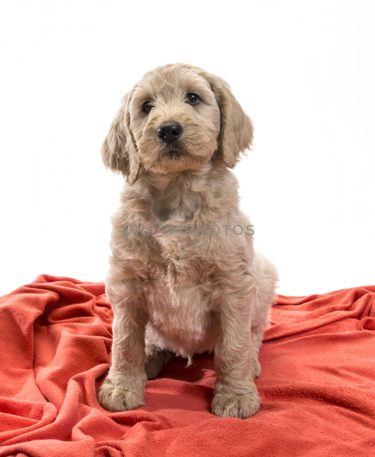 Blond labradoodle looking up with his big soulful eyes 