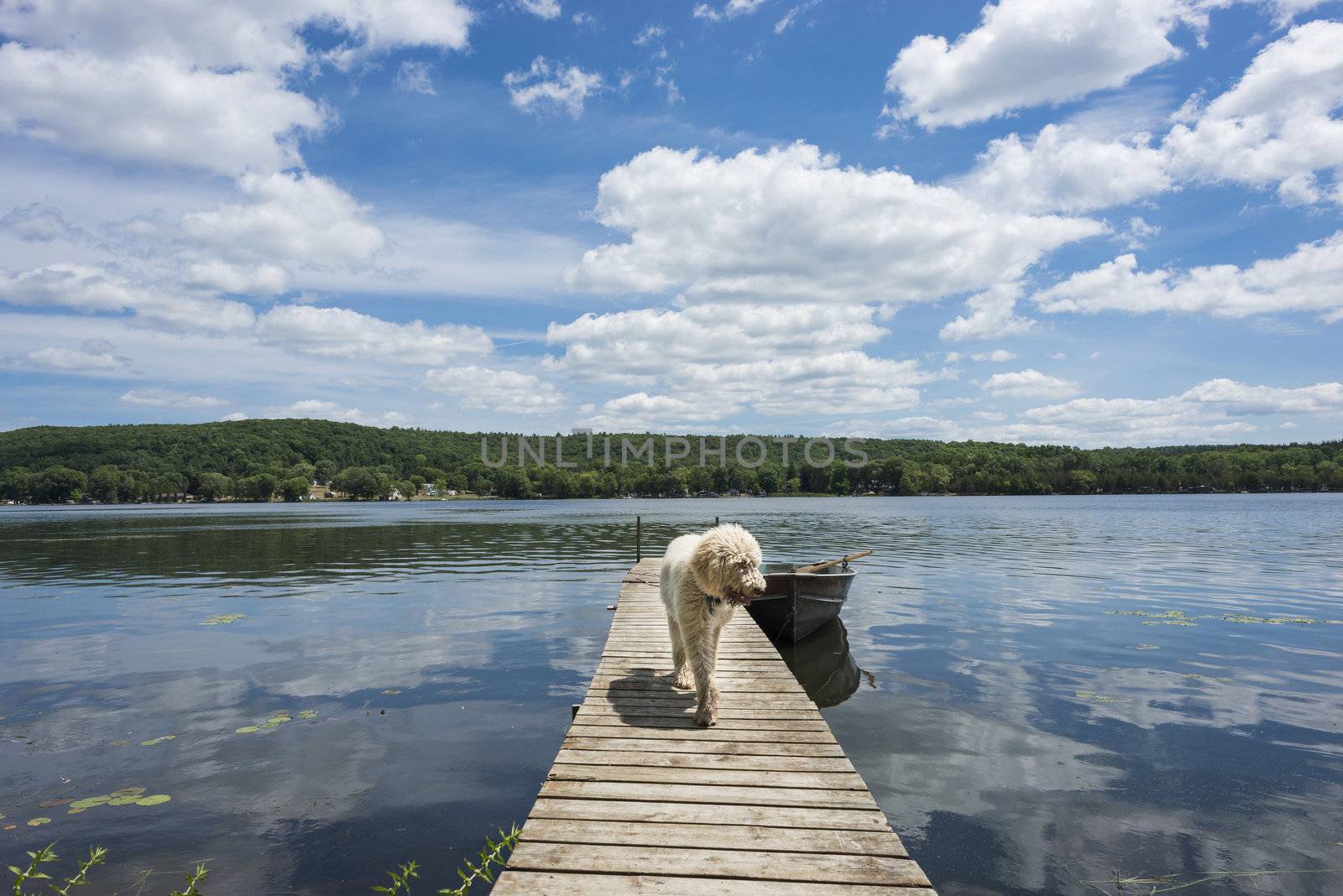 Labradoodle walking down the dock on a cottage area shoreline
