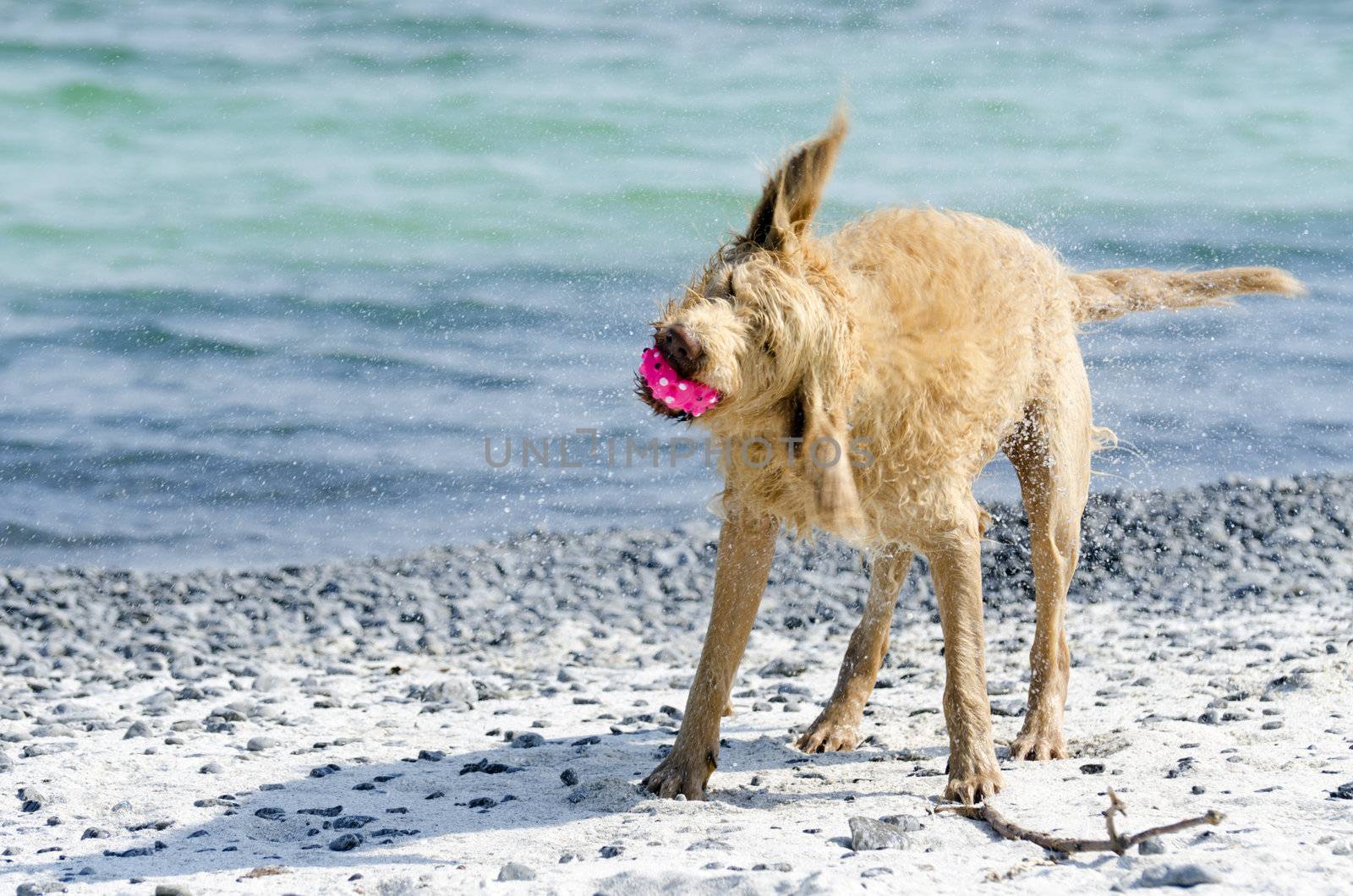 Selective focus on the dogs nose as it shakes the water after coming out of the lake