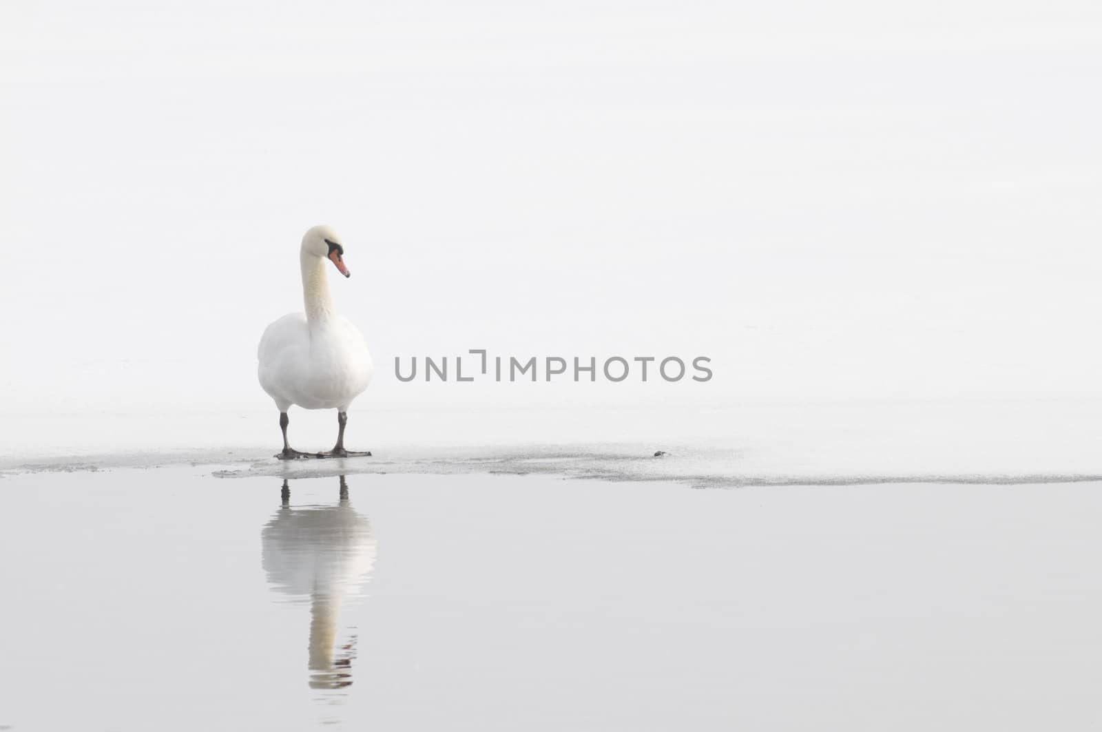 Single Winter Swan on the edge of open water on a northern lake