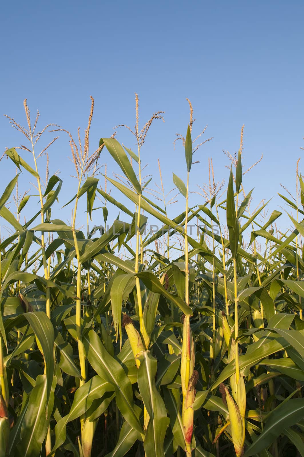 Corn ready to be harvested with copy space in the blue sky