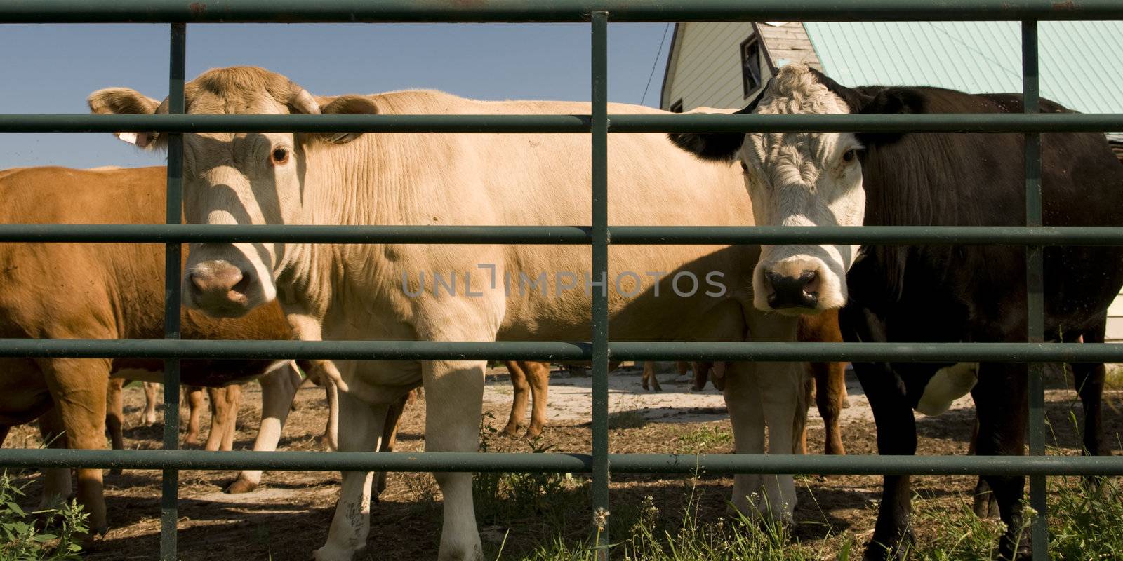 Cows Behind Bars by Gordo25