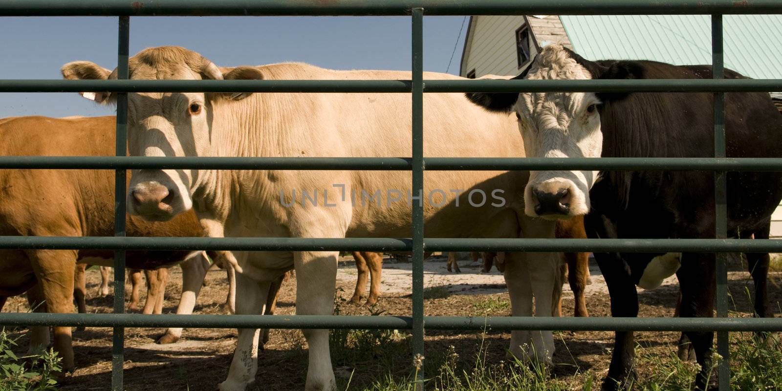 At the farm beef cows look out from behind the fence 