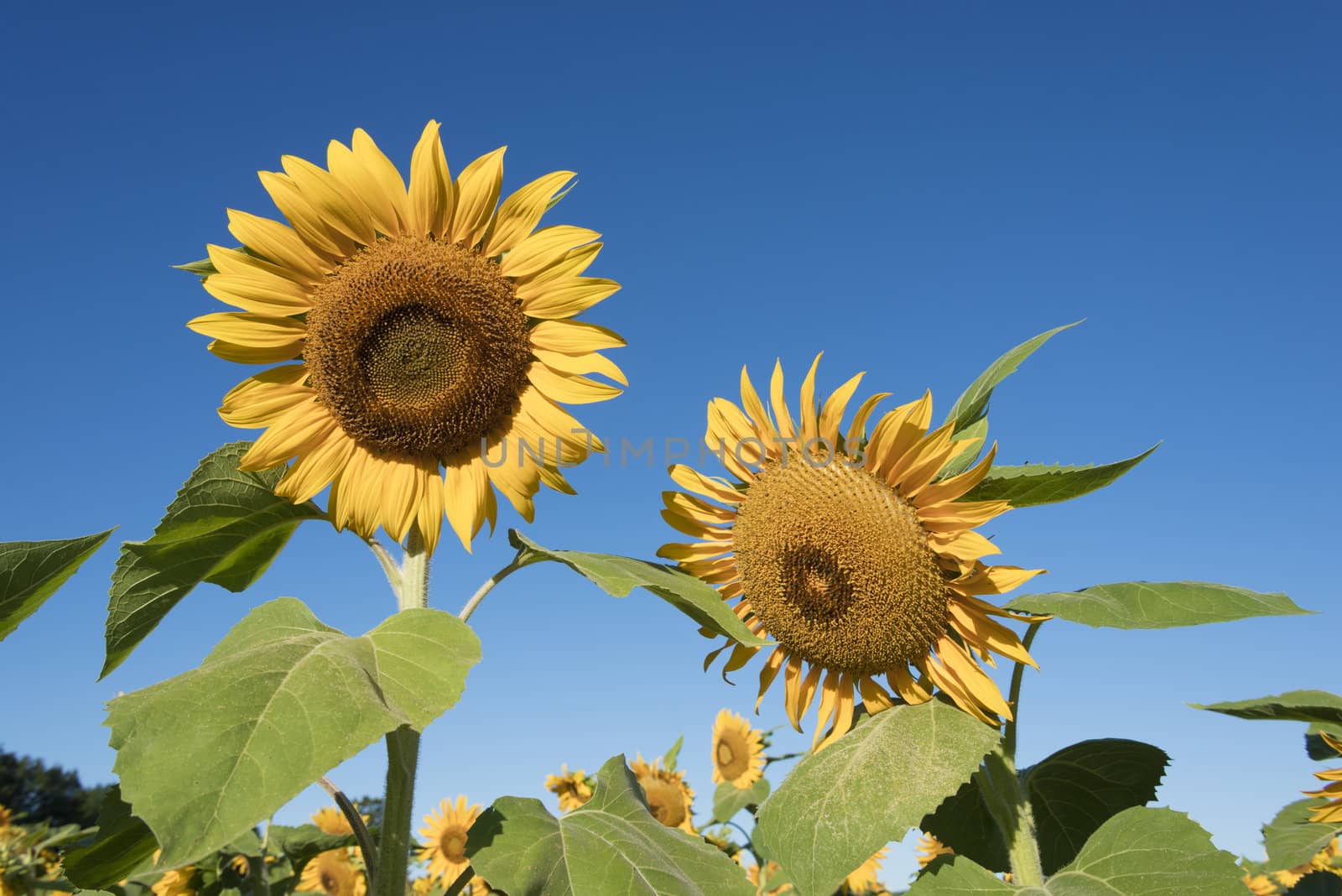 Two sunflower blossoms in the foreground with large blue sky copy space