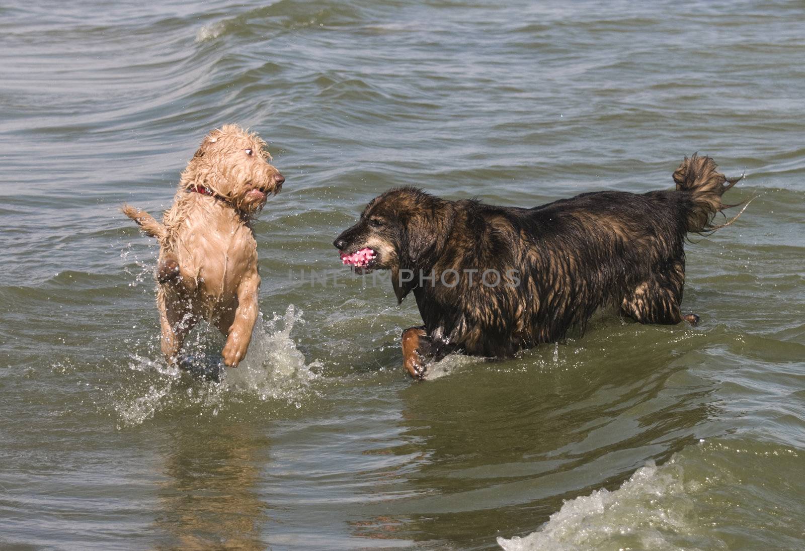 One dog retrieving the ball while the other challenges for the ball at the lake
