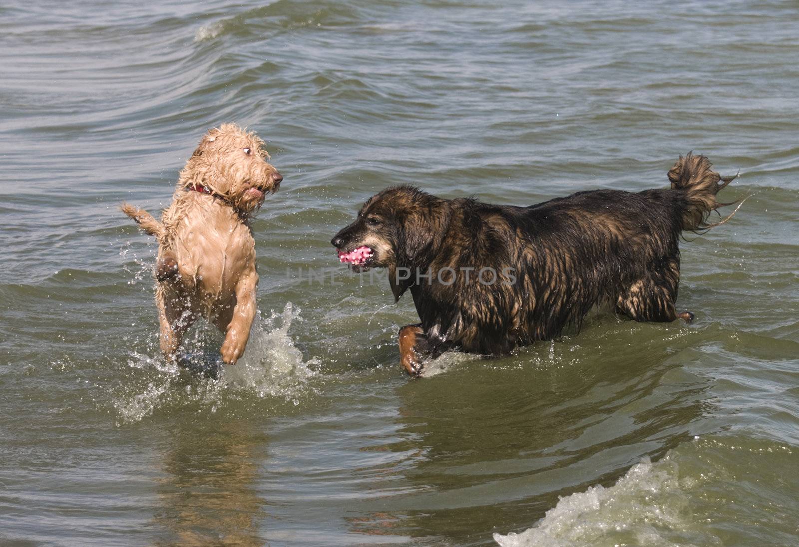 One dog retrieving the ball while the other challenges for the ball at the lake