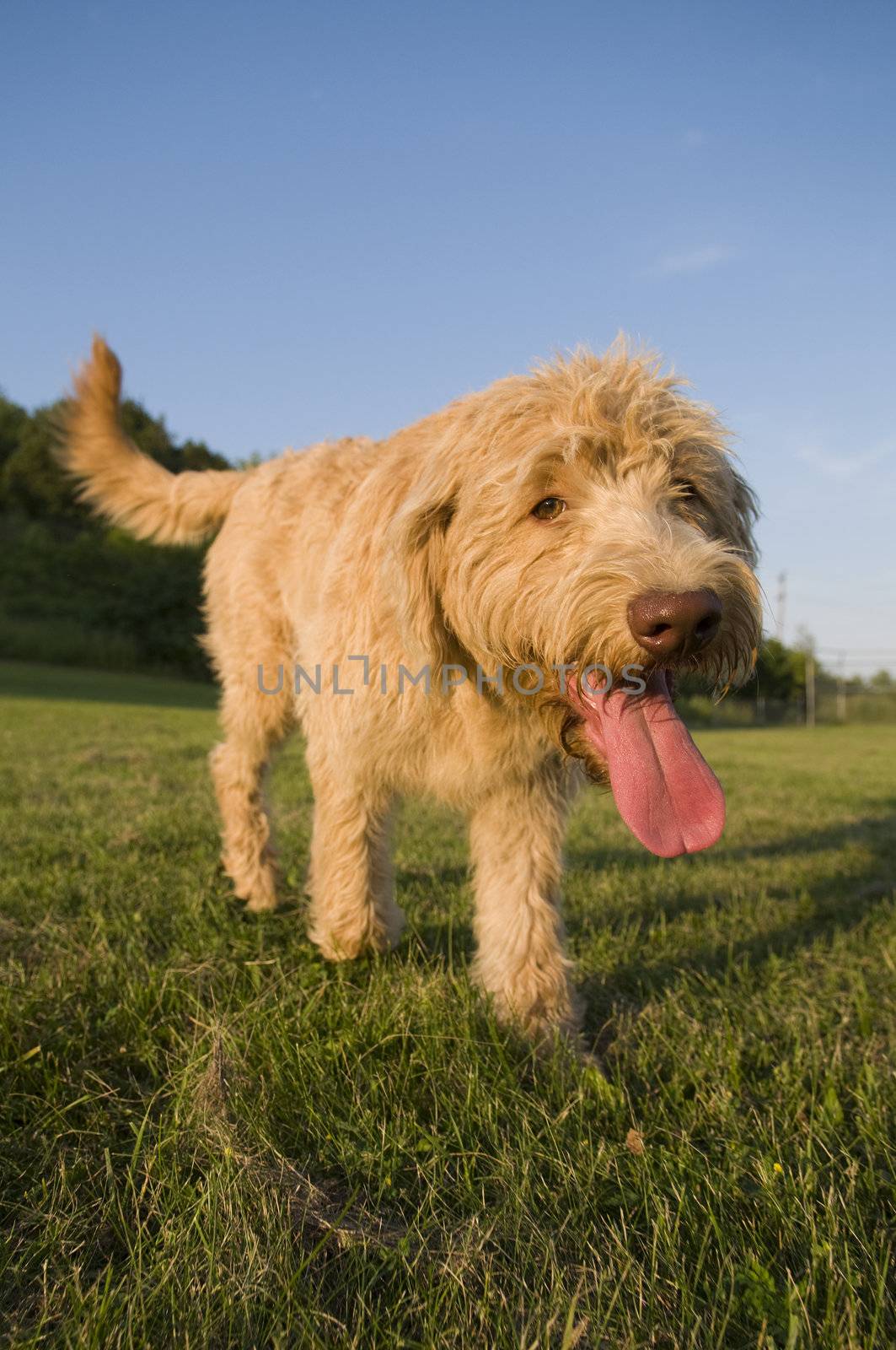 Happy labradoodle dog at the park with evening golden light
