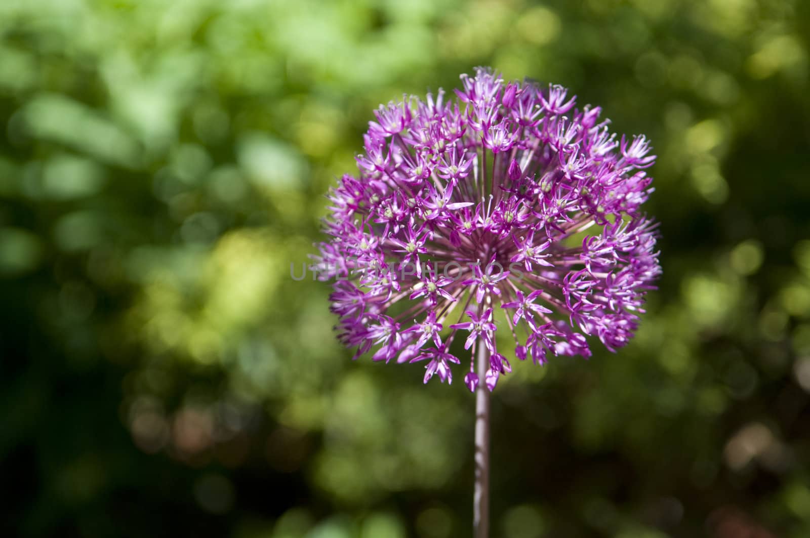 Selective focus on the foreground portion of a Allium pink colored flower with green garden background