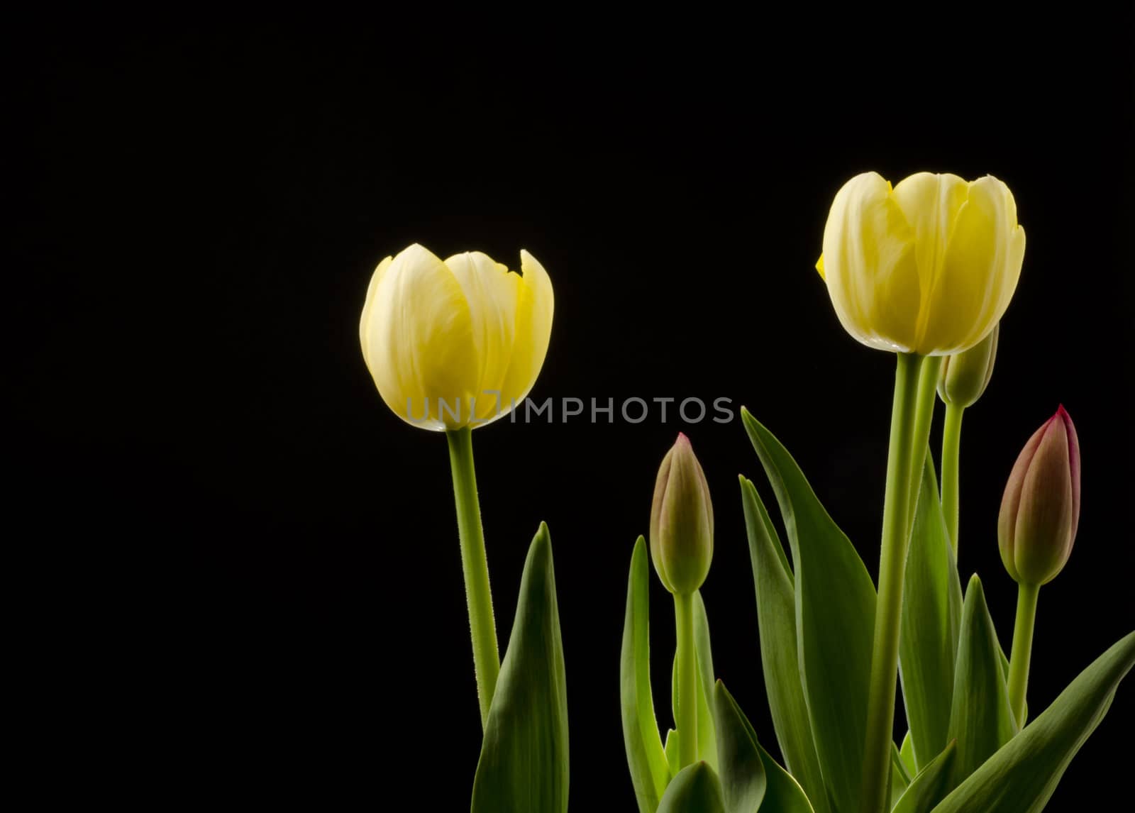 Tulips at different stages of blooming with a black background