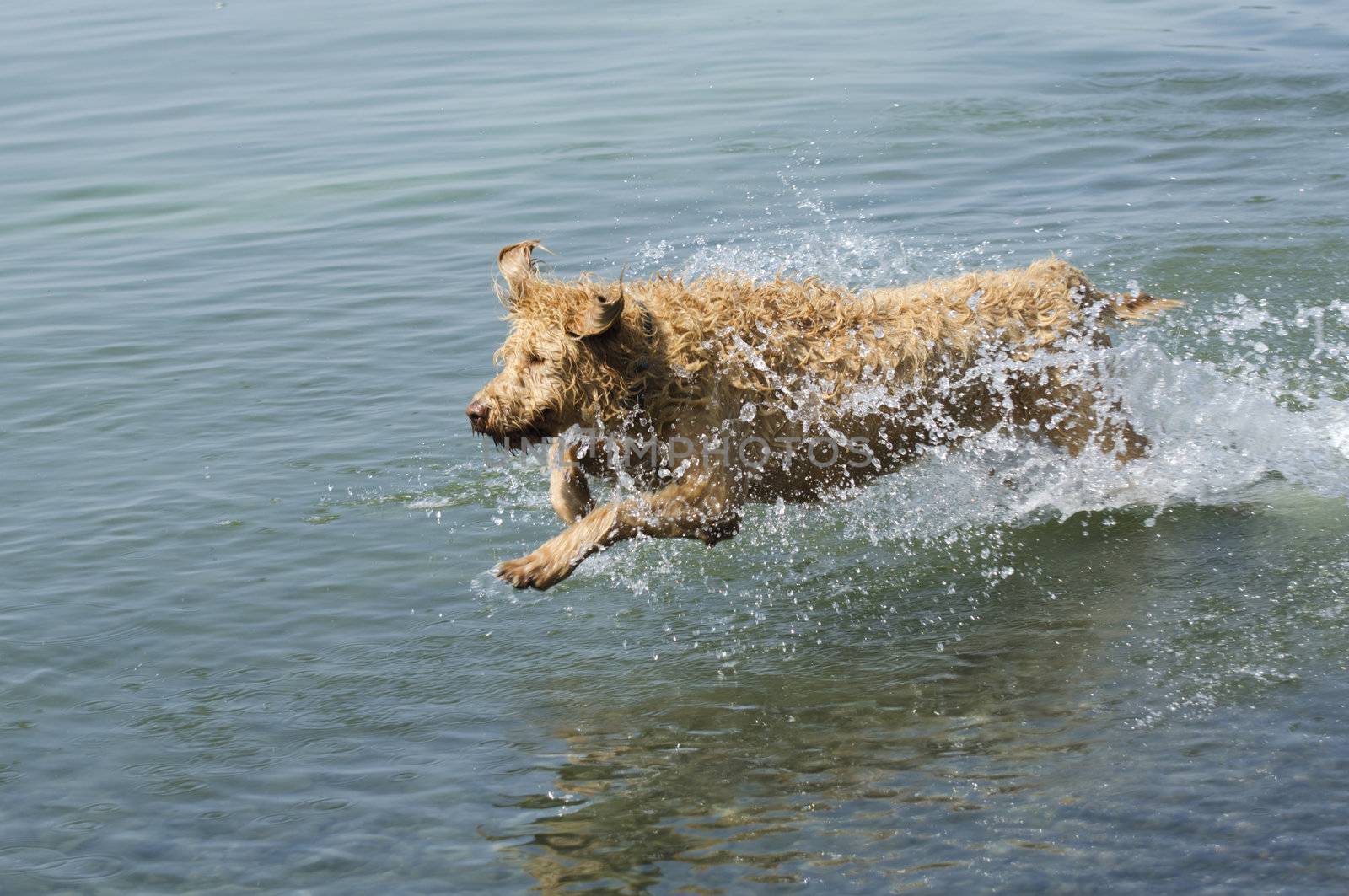 Labradoodle dog running through the water at the lake