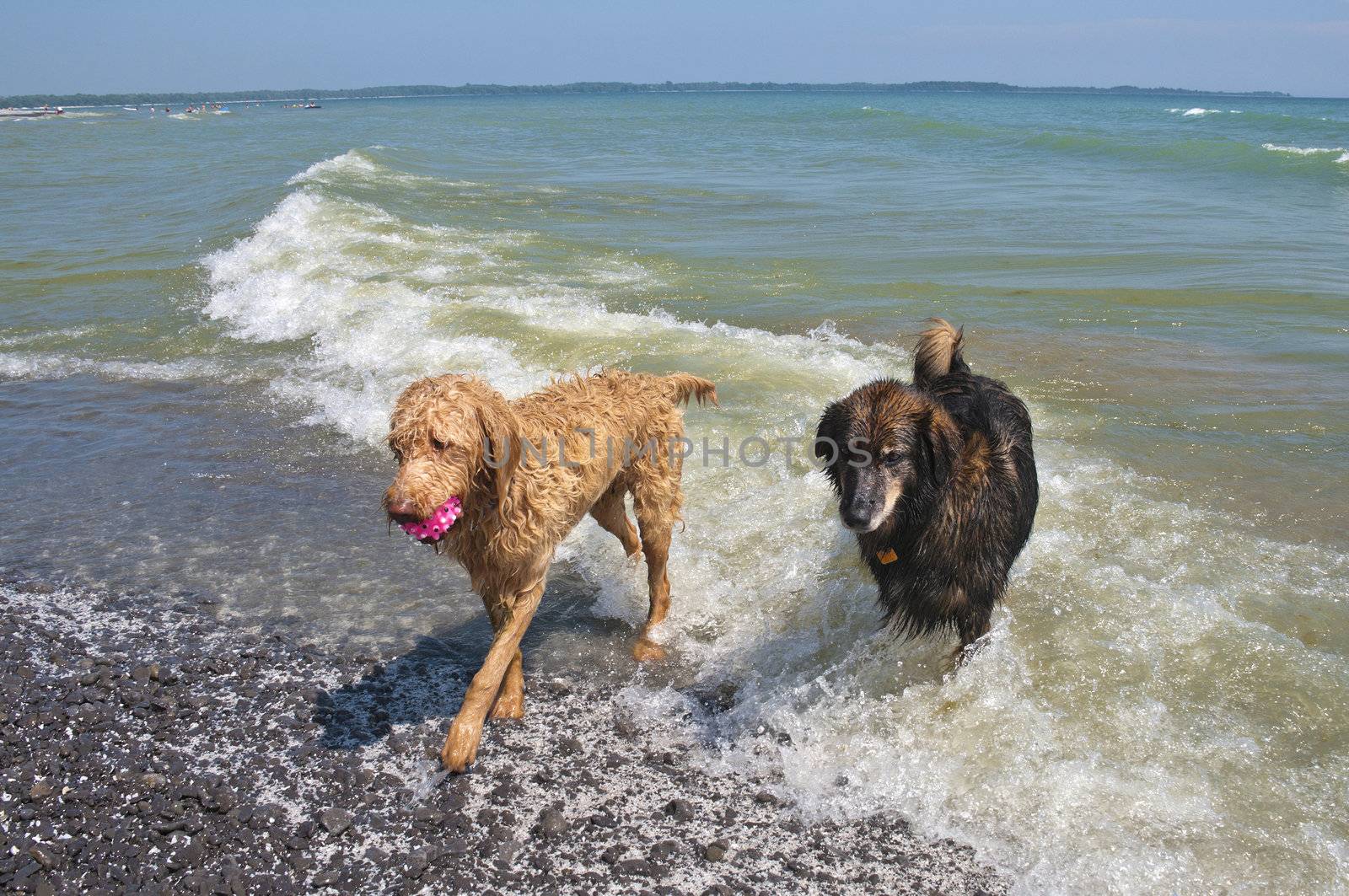 Dogs just coming out of the waves on Lake Ontario after playing ball