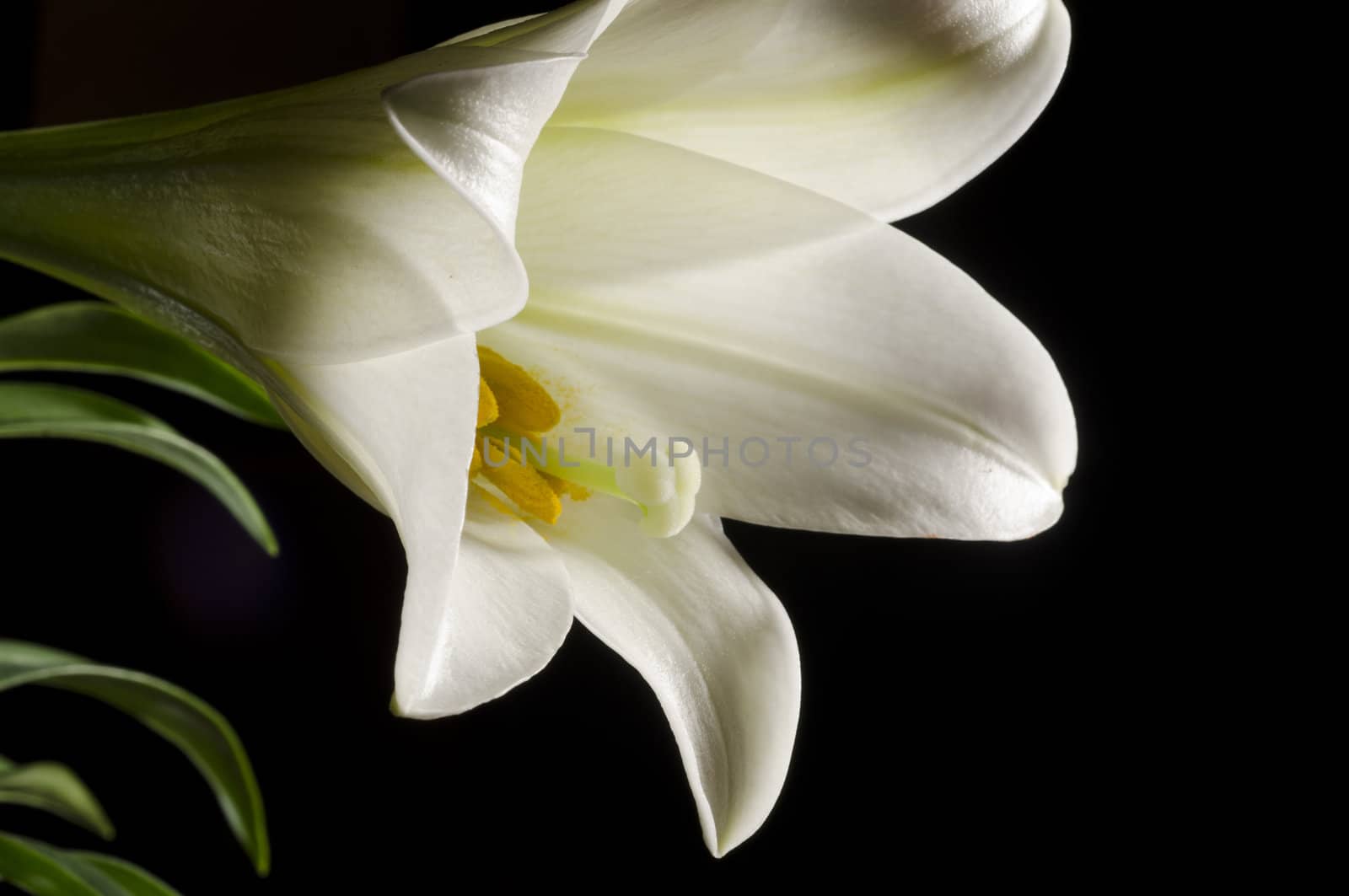 Selective focus on the pollen sacs of an Easter Lily