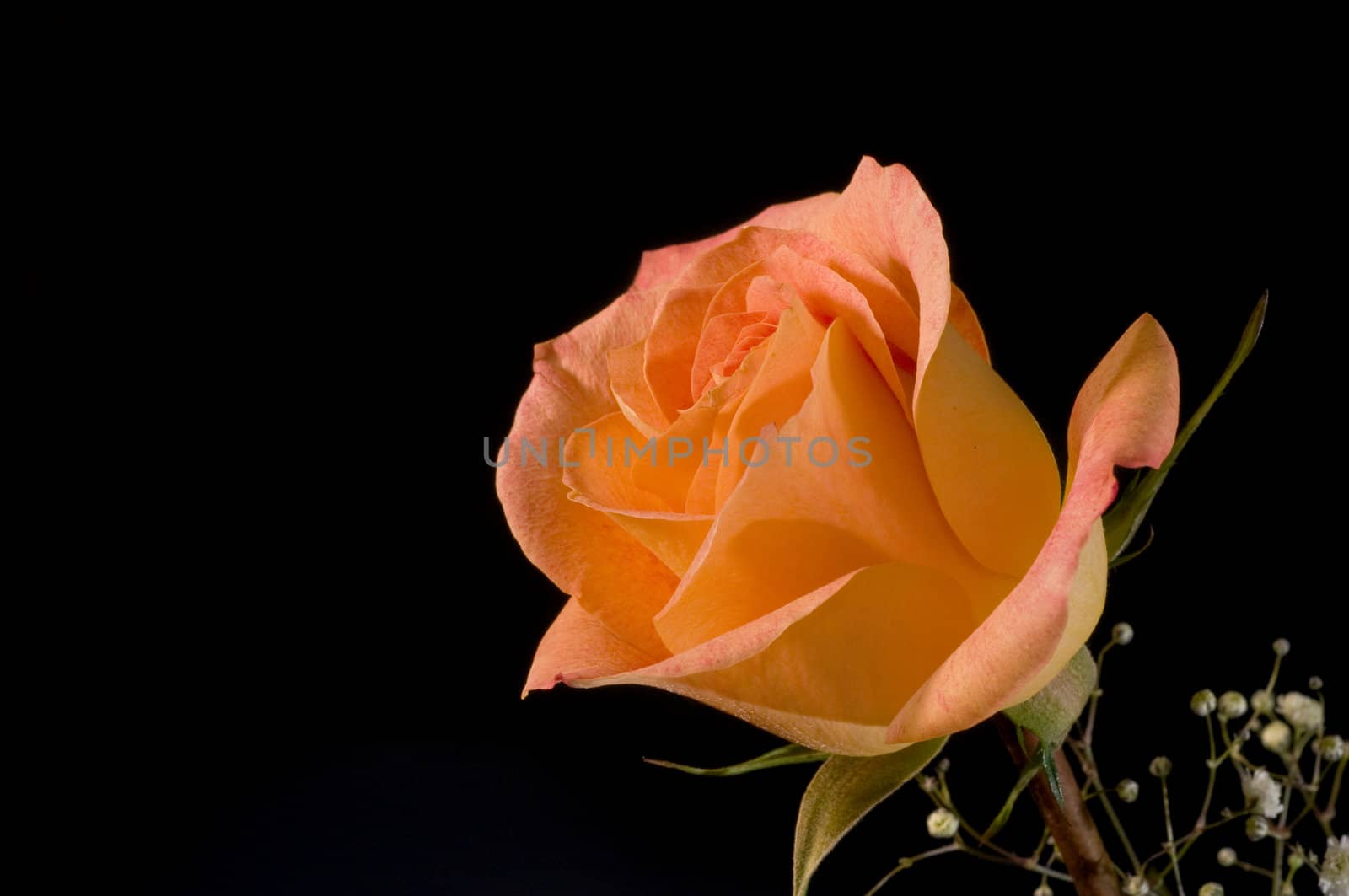 Single orange rose on black background
