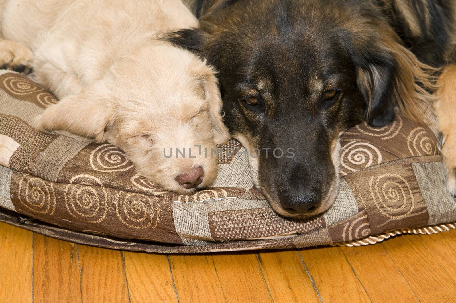 Adult dog resting on a pillow next to a pup