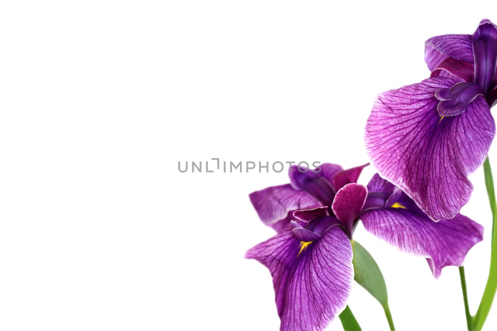 Beautiful purple iris by epridnia