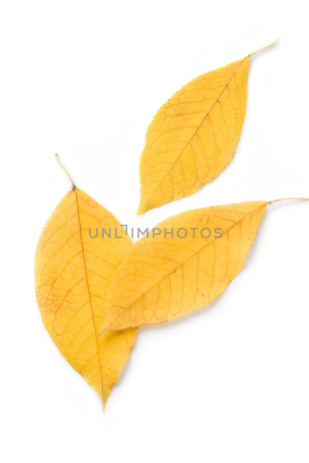 Leaf isolated on white background by Garsya