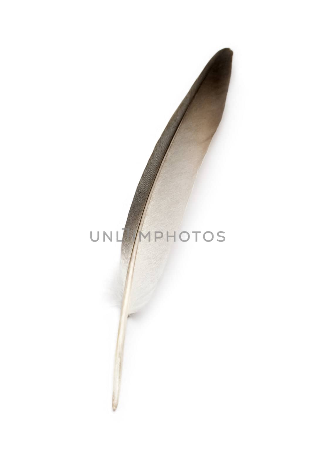 Feather isolated on the white background by Garsya