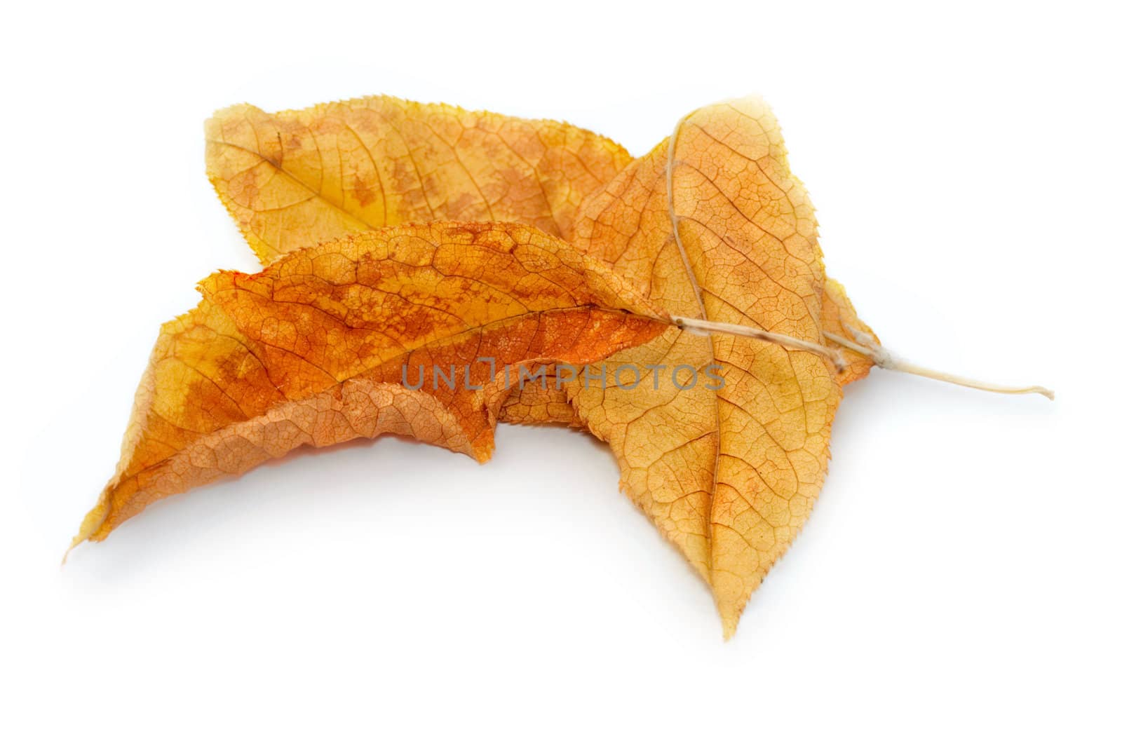 Leaf isolated on white background by Garsya