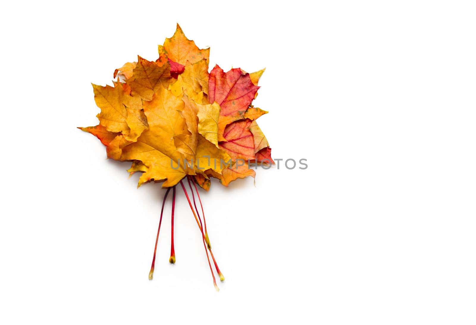 Autumn leaves isolated on the white background