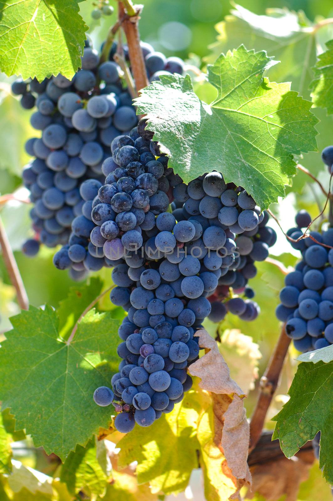 Red Grapes on the Vine