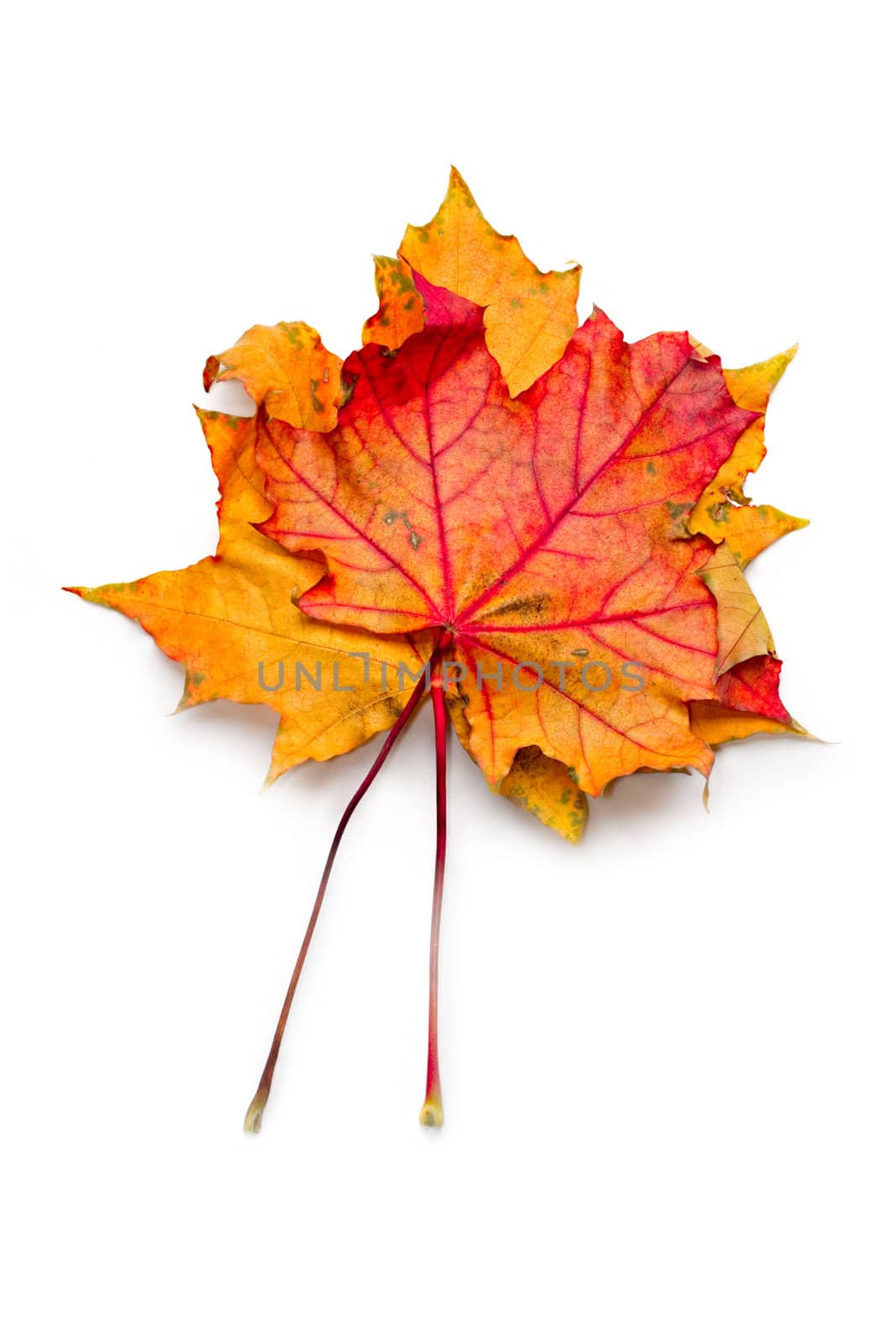 Autumn leaves isolated on the white background by Garsya