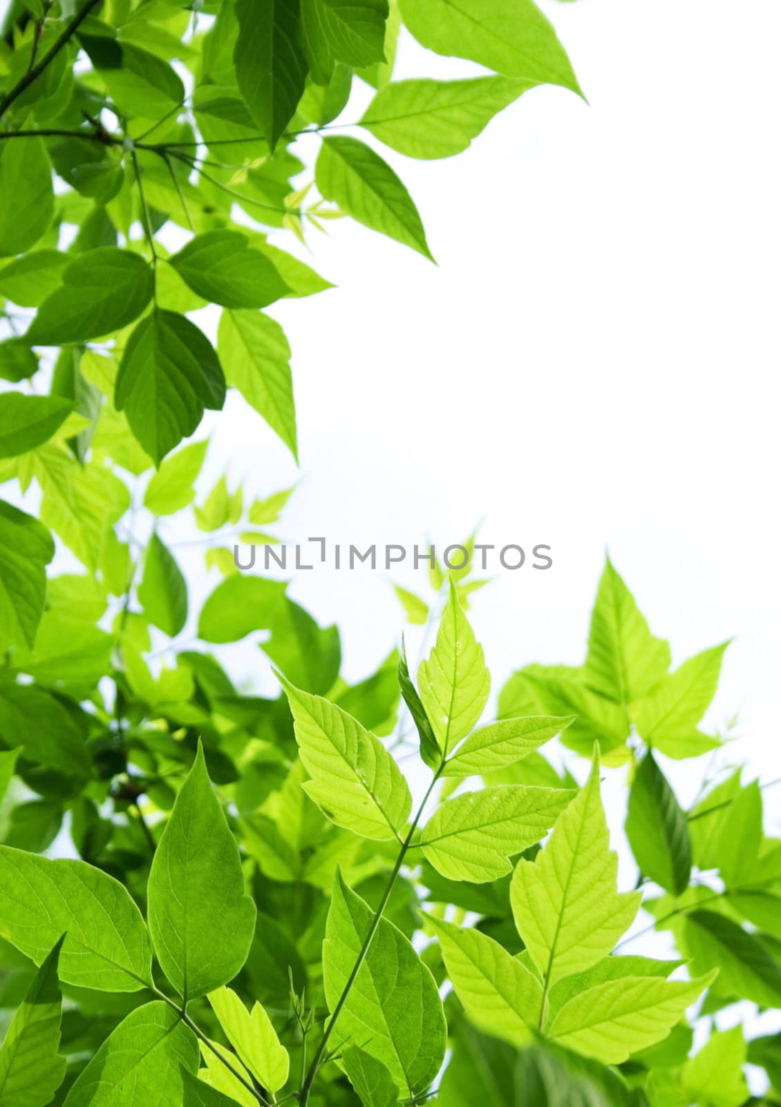 Green leaves by Garsya