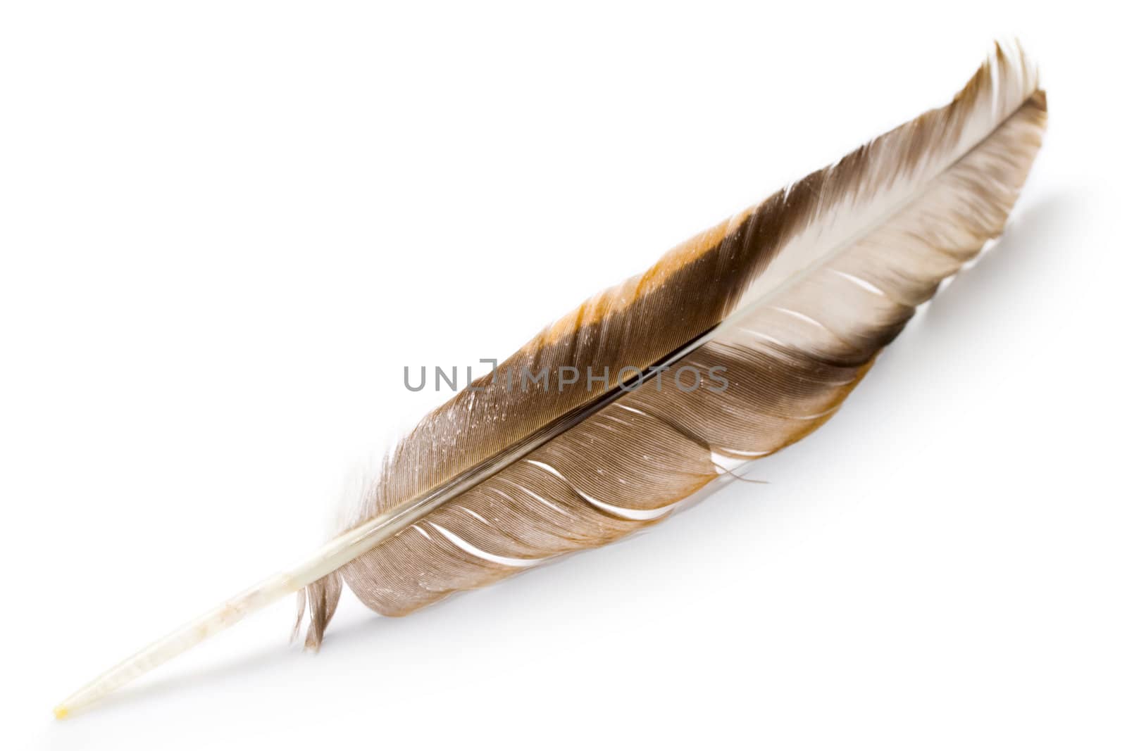 Feather isolated on the white background by Garsya