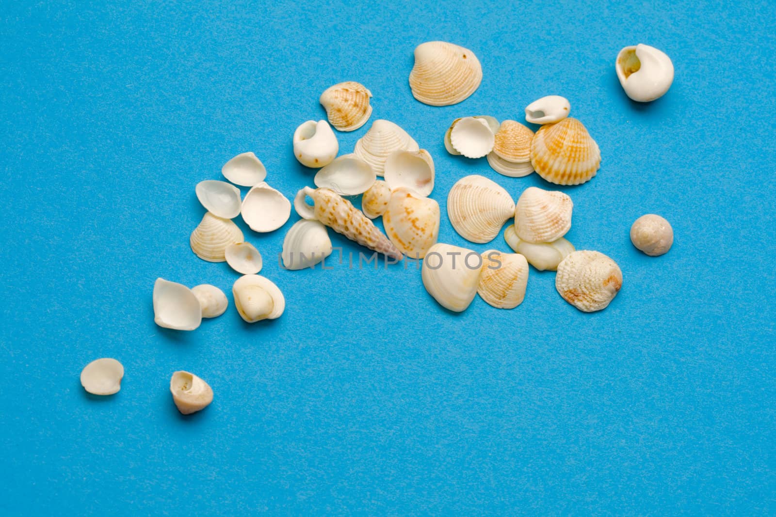 Seashells isolated on the blue background