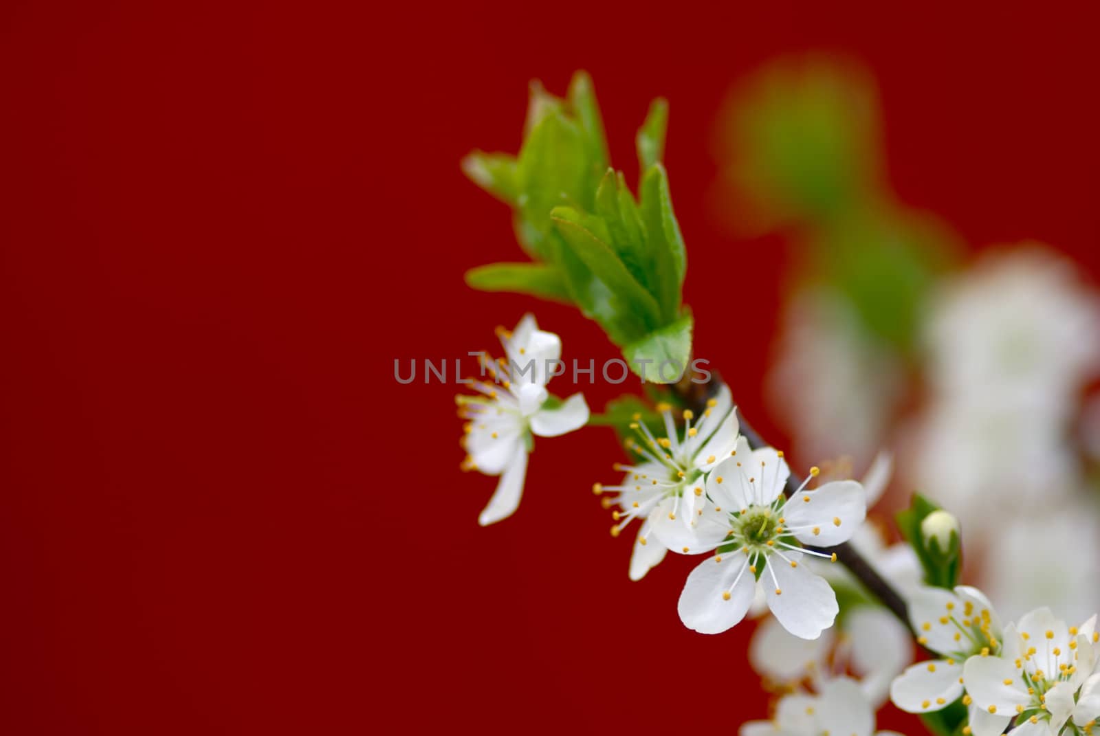 Blossoming cherry branch on purple background