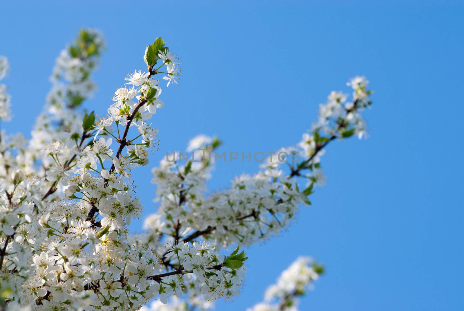 Cherry branches with spring flowers over blue sky