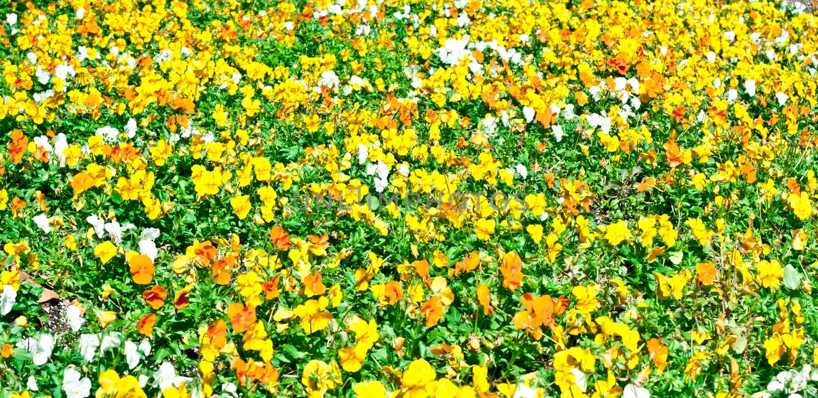 Colorful orange, yellow and white wild flowers in a meadow