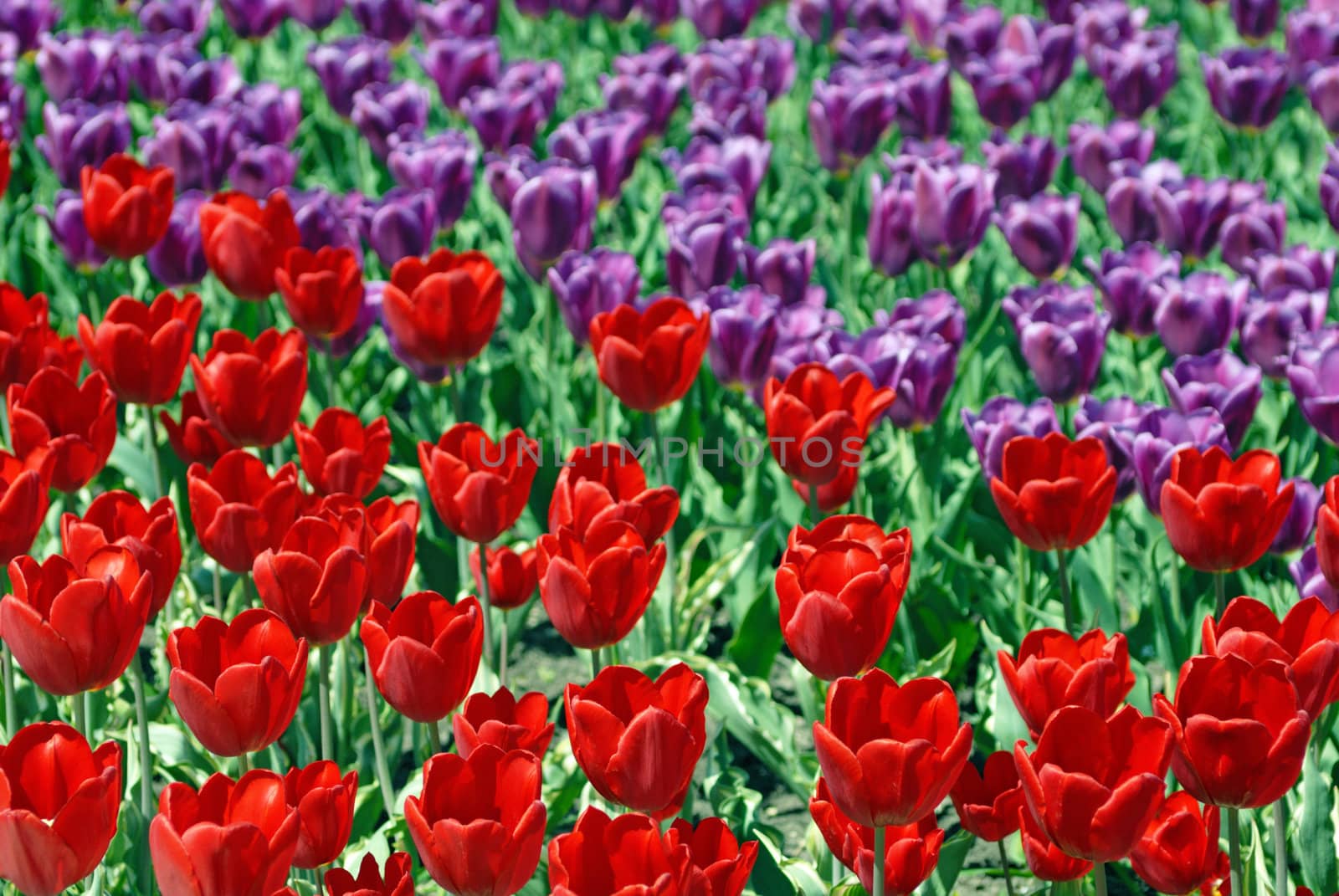 Two-coloured field of tulips