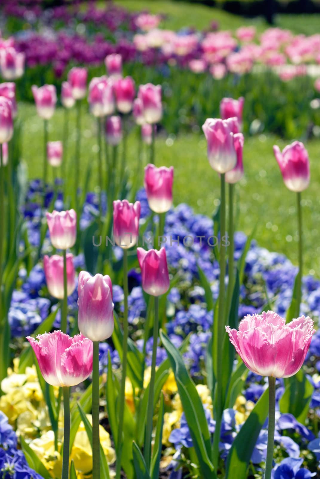 Colorful flower bed by mahout