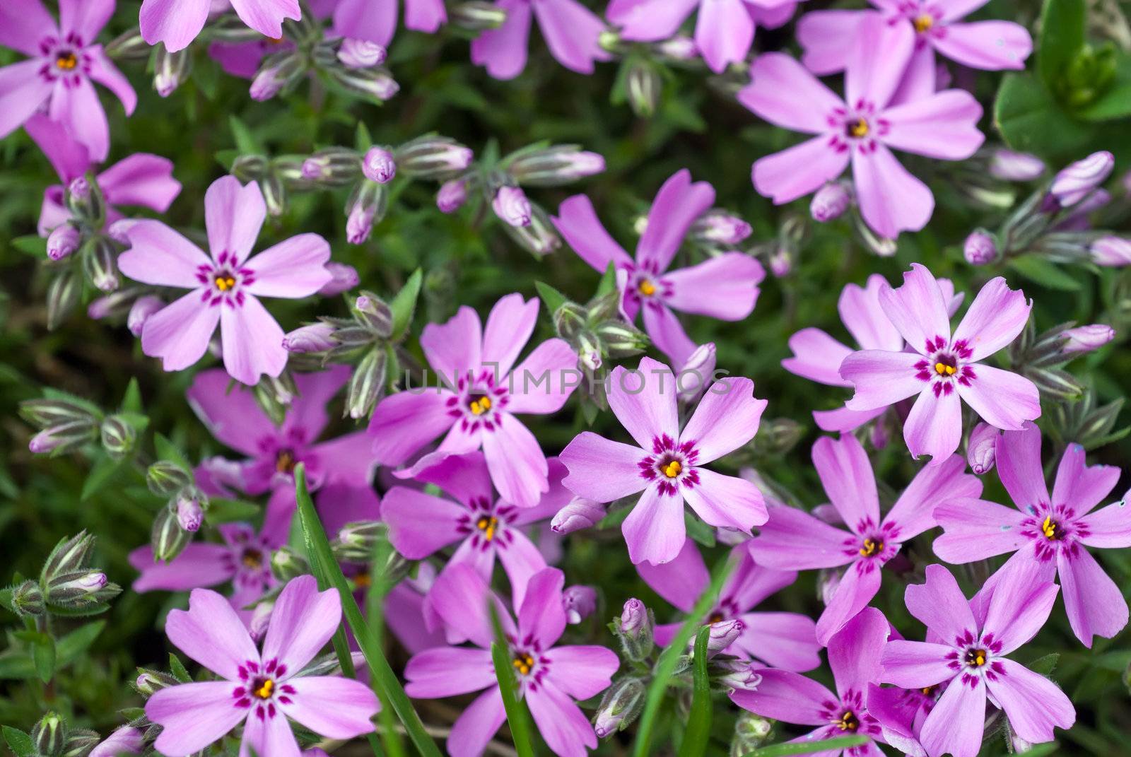 Phlox subulata flowers