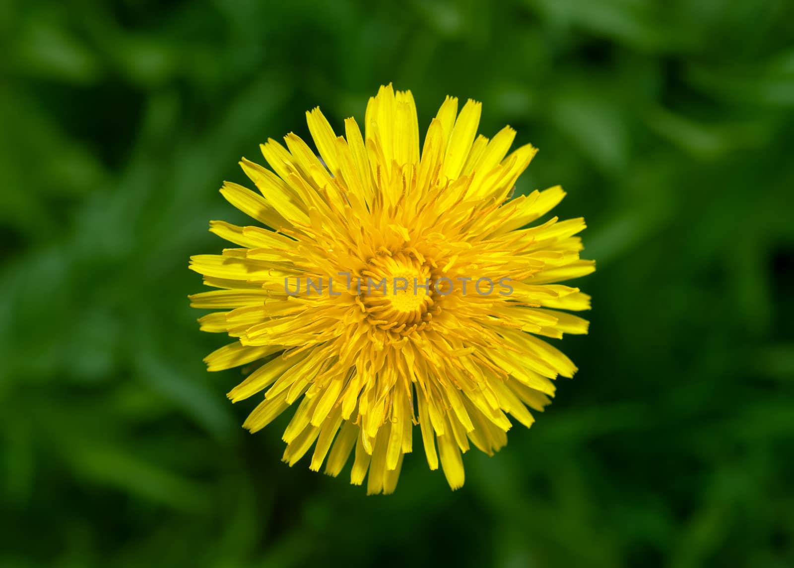 Yellow dandelion flower by mahout