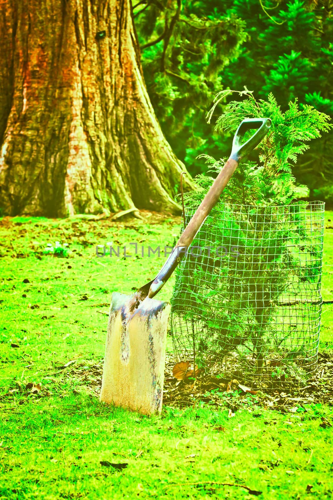 A heavy gardening spade left by a newly planted tree