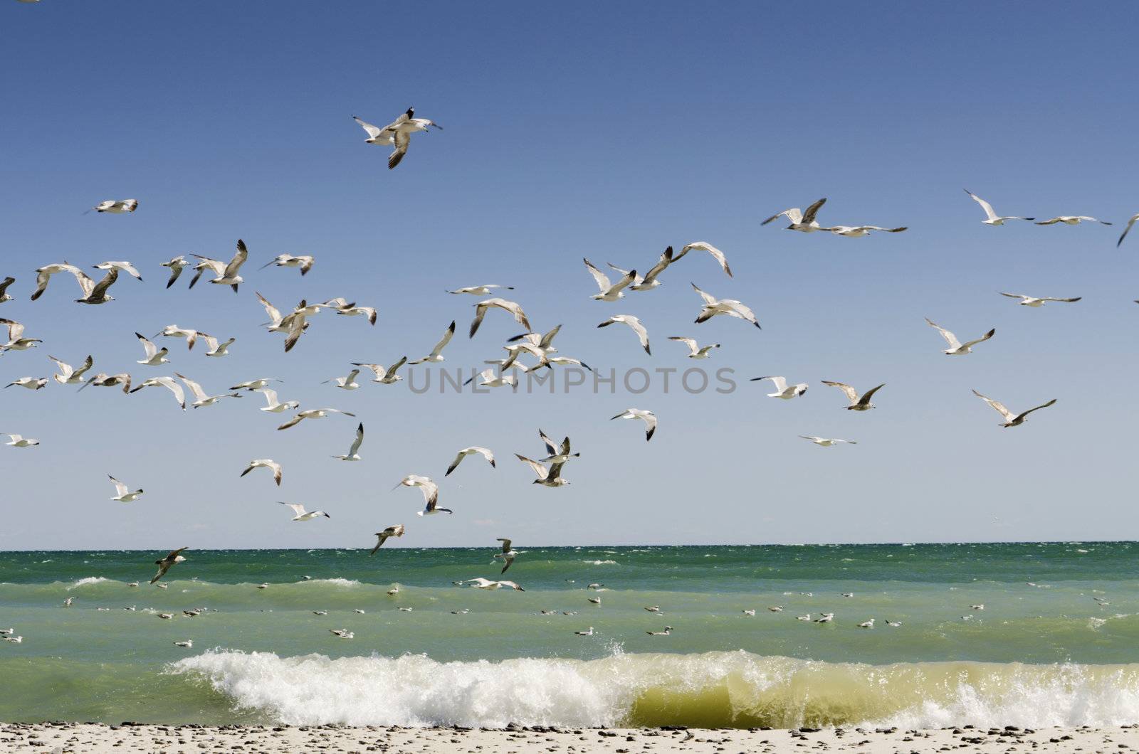Waves crashing on the beach with the seagulls flying by on a blue sky