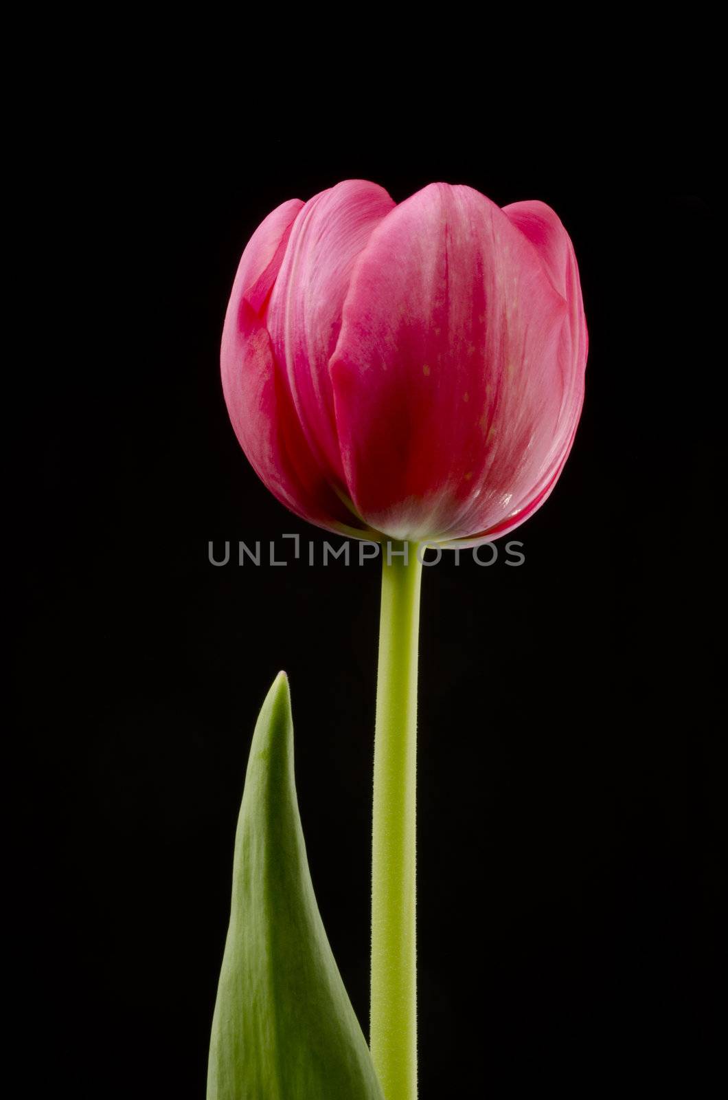 Single Red Tulip by Gordo25