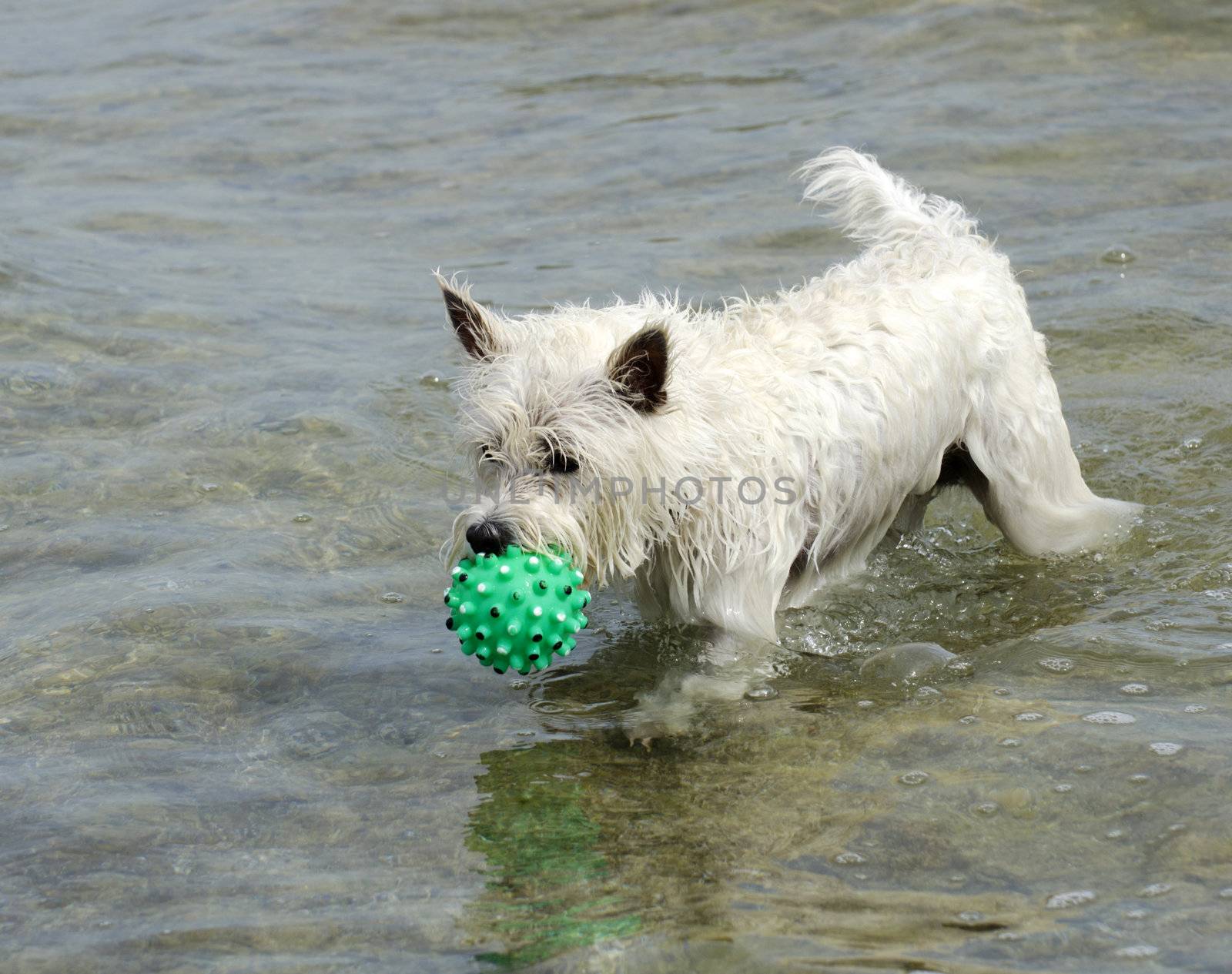 West Highland White Terrier by Gordo25