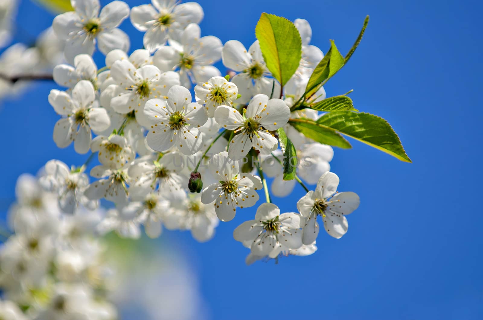 Spring flowers on cherry branches 