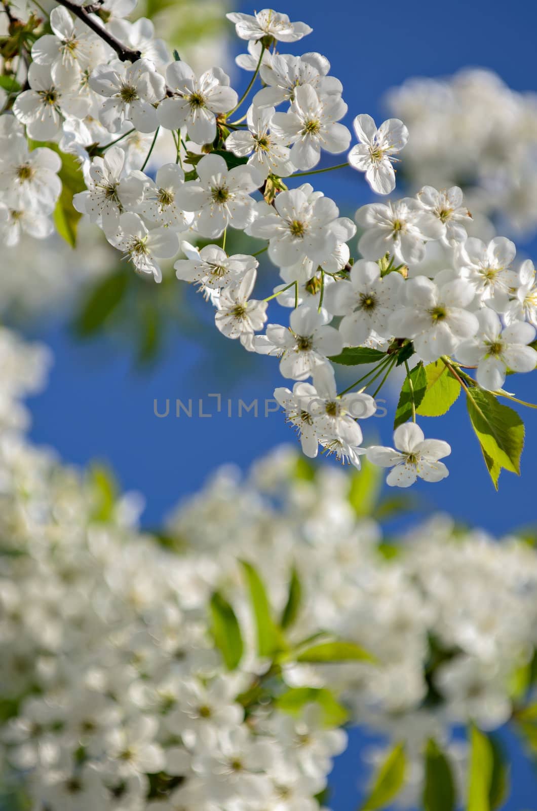 Cherry branch flowers in soft focus