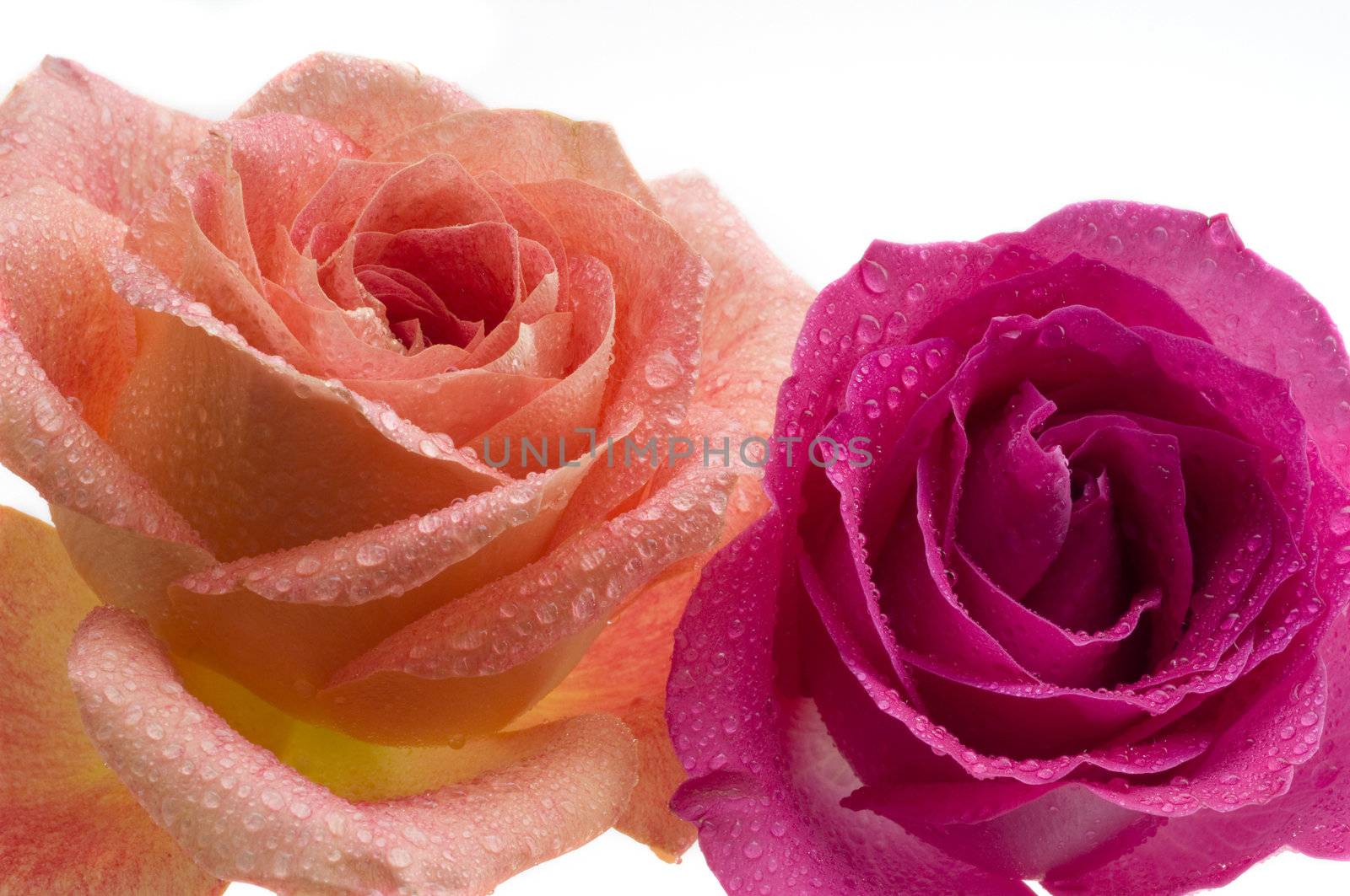 Two Roses on white background both with dew droplets on the petals