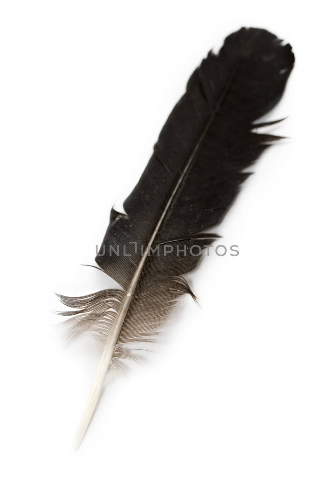Feather isolated on white by Garsya