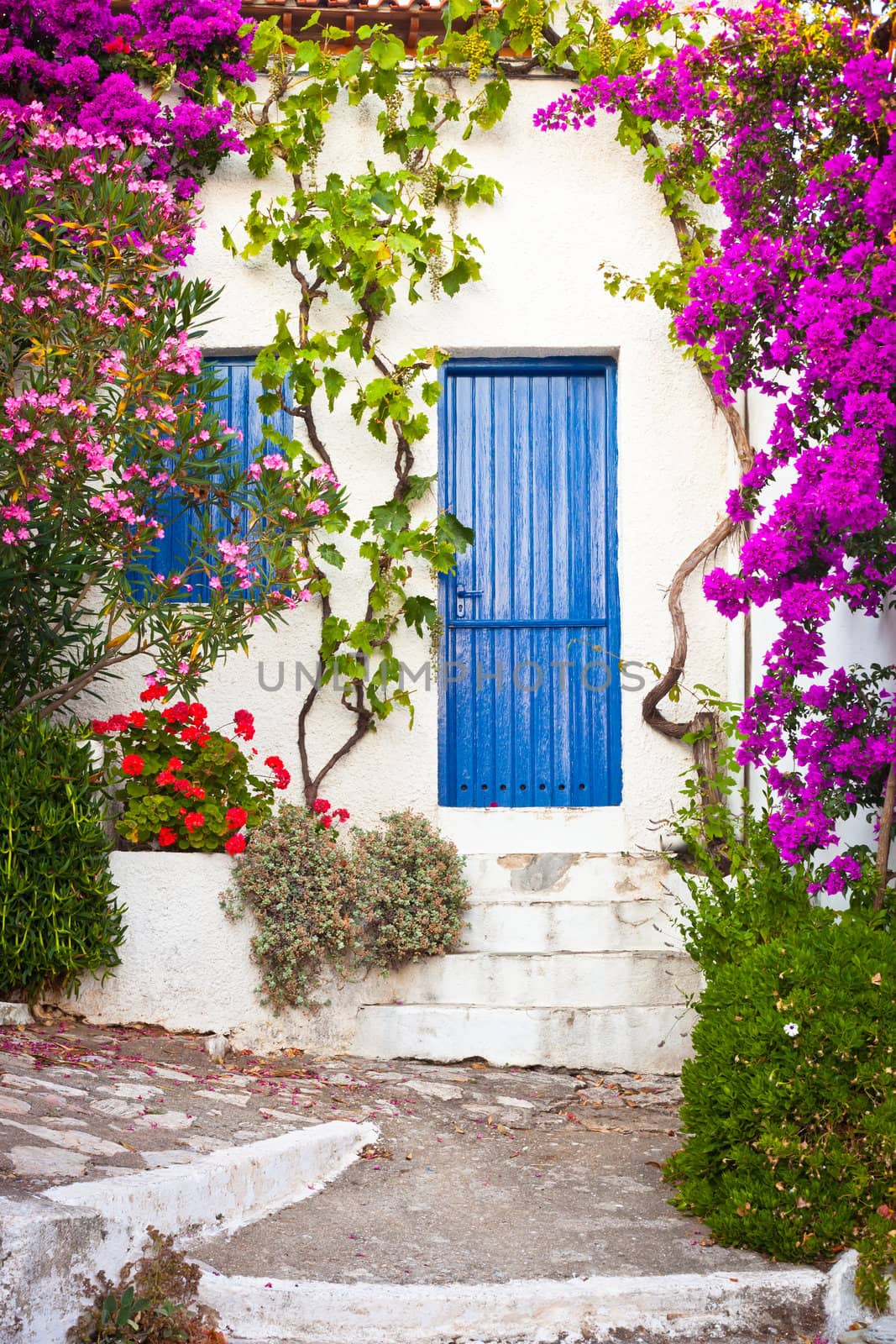 Colorful plants in the Old Village, Alonissos, Greece