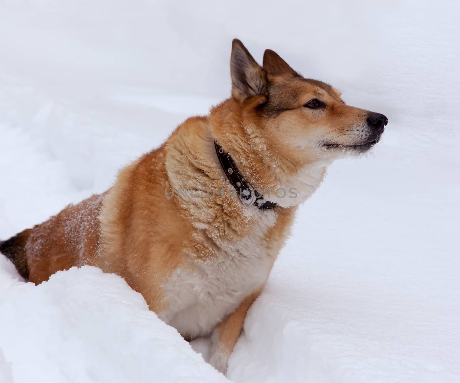Red dog on the winter hunt sensed game