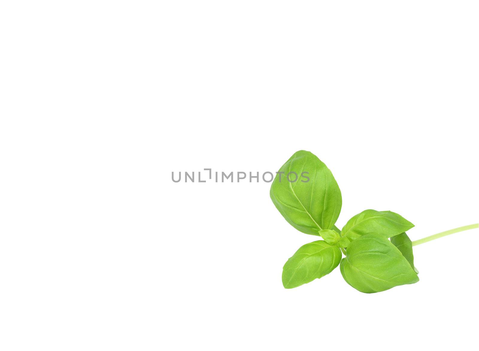 isolated basil leaves as background element