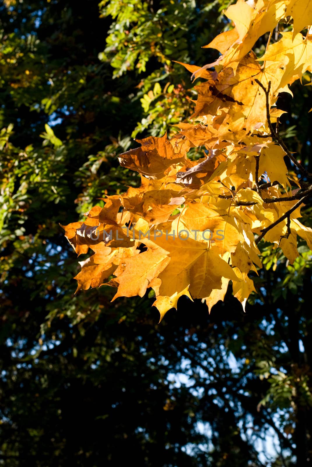 autumn leaves