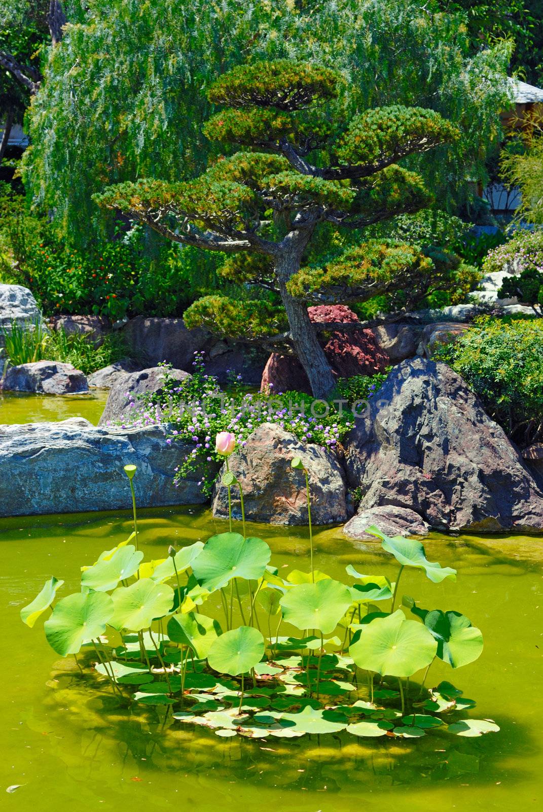 Beautiful garden with pond by mahout