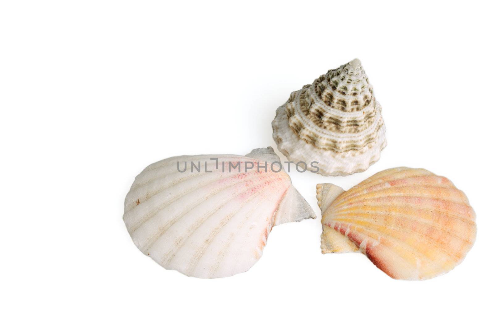 Seashells on white background by mahout